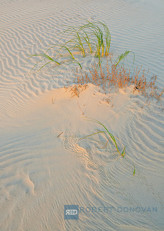 Sandy Grass